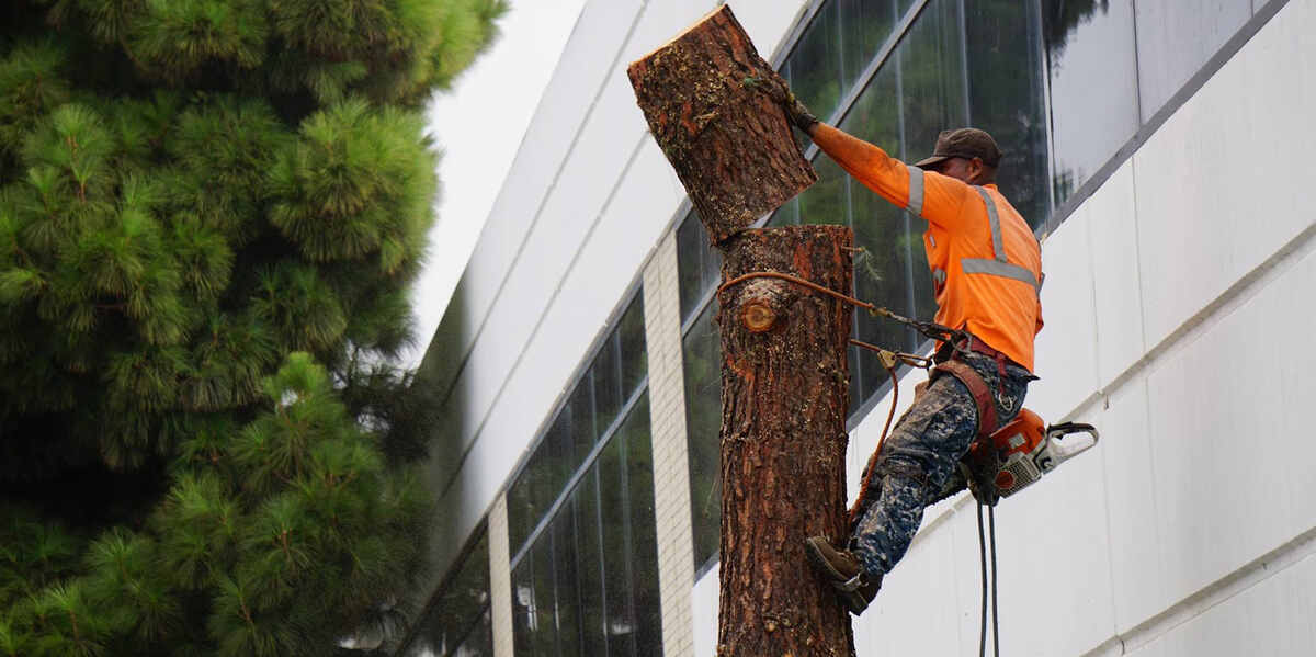 does trimming dead branches help a tree